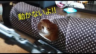 [ライムの日記]ノルウェージャンフォレストキャット☆掃除機中でも動かない猫