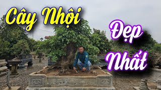 SH.8014. Lần đầu gặp cây Nhội bonsai đẹp nhất khu vực. Đth liên hệ 0389.28.1677.