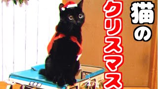 猫サンタのクリスマス会🎁Jingle Cats Silent Night