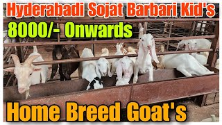 8000/- Onwards Hyderabadi Sojat Patira Barbari Kid's | Goat Breeding Setup Ambernath |@Rizwankranti