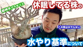 【休眠中パキポディウム】水あげる株、あげない株の基準についての個人的見解