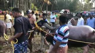 Dakshina kannada udupi desi creede kambala#wodarakambala