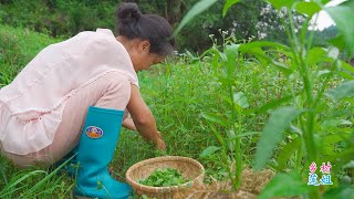 莲姐在老母鸡汤里面放点这个野菜，这才是地道的农家鸡汤味道【乡村莲姐】@4K