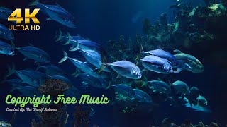 Under the sea~Under the Red Sea 4K Incredible Underwater World -Relaxation Video with Original Sound