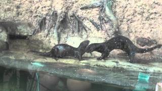 Spotted Necked Otters at the Toronto Zoo