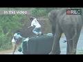 Trembling Elephant Attack in 2024 - Wild elephant attacking vehicles on the road #elephantattack2024