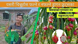 ड्रागन फ्रुट्सको कस्तो बिरुवा फल्छ कस्तो फल्दैन यसरी चिन्नुहोस फल्ने र नफल्ने बिरुवा