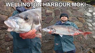 TARGETTING WELLINGTON HARBOUR GURNARD & BLUE MOKI. NZ SURFCASTING 2023.