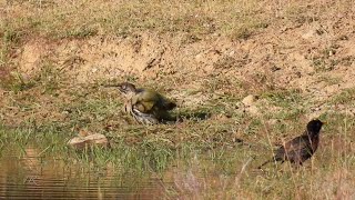 Grünspecht reinigt Gefieder (Picus viridis)