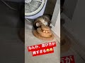 猫がおもちゃで遊ぶ様子はこちらです🐈