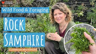 Rock Samphire (Wild Food \u0026 Foraging)