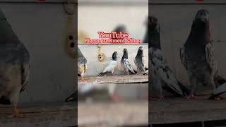 tedy#pigeon #youtubeshort #youtubevideos#youtube#ajmanpigeonclub#kamranabbasnaqvi#Hashimmemoodpigeon