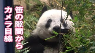 2019/1/5 (2) 午後のシャンシャン　笹の隙間からカメラ目線♡