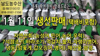 1월 11일(판매 생선), 자연산회(능성어,민어,농어,우럭), 7석참조기, 바라조기, 먹갈치, 풀치, 자랭이병어, 해산물, 냉동생선..맛있게 드시고 건강(목포 남도농수산 탁선장)