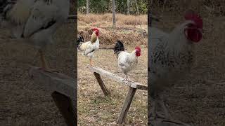 Amazing roosters crowing