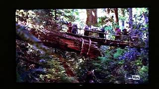 Star Wars: Episode VI - Return of the Jedi (1983) - Ewok’s Village scene