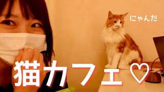 【ねこカフェ】作業しつつ猫に癒される…天国にいってきました【てまりのおしろ】