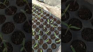 Low Cost Plug Tray #Nursery ઓછા ખર્ચે પ્લગ ટ્રે નર્સરી #GreenHouse #Shorts #farmer