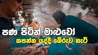 පණ පිටින් මාළු කපලා විකුණන ලංකාවේ ඇත්තෝ | How the fish were saved while they were being cut alive