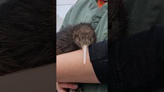 Watch til the end 👀. *Was that a suss you out or the stink eye? 🧐🤣 #kiwi #nz