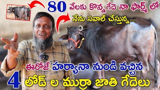 85 ముర్రా జాతి గేదెలు అమ్మకానికి కలవు | 7794978934 | Shamshabad | Murra buffaloes for sale | CBNews