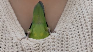 【癒やしの2分47秒】もぐる　コザクラインコの小桃とれもん