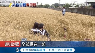 公德心呢?遊客為拍照冒險下田 麥田成\