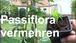 Passionsblume vermehren Passiflora vermehren Ableger machen Stecklinge selber ziehen