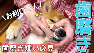 【柴犬】3年間毎日歯磨きを続けた結果めちゃくちゃお利口さんになった【犬の歯磨き】