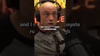 Joe Rogan: How coyotes tricked his dog