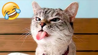 Funniest Animals 2024😻 Best Funny Cats and Dogs Videos 😍🐶 #cats