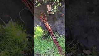 Restoring a streambank with native plants (Live Stakes)