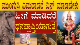 ಮುಂಗುಸಿ ಎದುರಾದರೆ  ಹೀಗೆ ಮಾಡಿ ಧನ ಪ್ರಾಪ್ತಿಯಾಗುತ್ತದೆ || MONGOOSE