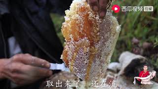 藏区高原一年取一次的蜂蜜见过吗？蜂蜜堆满蜂巢，手都放不下