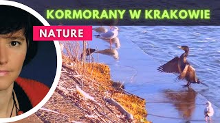 Kormorany w Krakowie / Cormorants in Kraków 🦢🦢💦