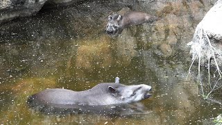 アメリカバク　２頭で池にじっと浸かってうっとり　ほんとに気持ちよさそう😌　2024年8月11日　上野動物園