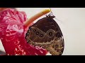 insects 4k 8k hdr chill out macro video ultra resolution music with nature sounds