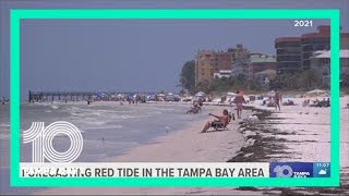 Here's how Tampa area experts can forecast red tide