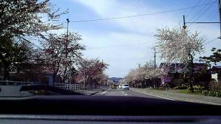 道道上磯峠線の桜並木(北上)