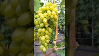 Grapes Harvesting #farming #grape #gardening #satisfying #agriculture