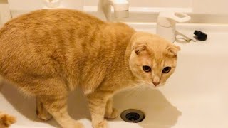 洗面台に登ることを覚えてしまった猫 #21