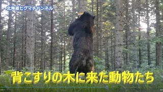 背こすりの木に来た動物たち　木の皮を剥ぐヒグマ　エゾシカ　キタキツネ　ユキウサギ