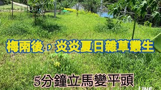 【鴻園小菜園】假日農夫割草趣！給我5分鐘立馬理成平頭