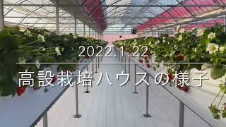 2022.1.22撮影 いちご狩りが始まった高設栽培ハウス／群馬県藤岡市 中野ストロベリーファーム　観光いちご園