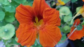 연잎 닮은 식용가능한 꽃 *한련화*《Growing a Nasturtium edible flowers》