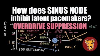 Sinus Node Overdrive Suppression EXPLAINED: Pacemaker Hierarchy \u0026 Inhibition Mechanism