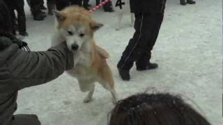 秋田犬のパレード parade of akita inu 大館アメッコ市 at oodate akita pref. japan