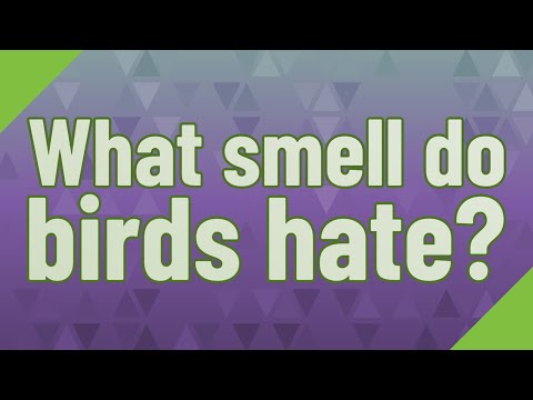 What smells do Crows hate?