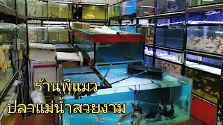 ร้านพี่แมว ปลาเเม่น้ำสวยงาม​ River Fish​ Ep.2​