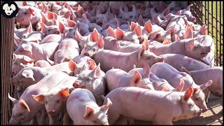 How American Farmers Raise Millions of Pigs - Modern Pig Farms